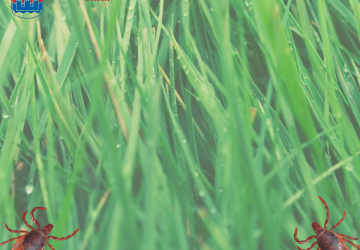 Green and White Grass Lawn Care Flyer